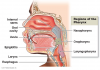 Figure 1. Oral pharynx. The pharynx, a common passageway for solid food, liquids, and air.