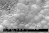 Figure 13  Scanning electron micrograph of the microstructure of a zirconia cerami.