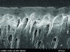 Figure 1. This canning electron microscope (SEM) image reveals a restorative material properly bonded to enamel and dentin that provides the potential for long-term functional success. (Courtesy of Jorge Perdigão, DMD, MS, PhD.)