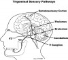 Figure 2  The main pathways of dental mechanosensory information to the somatosensory cortex.