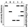 Figure 2  Schematic of a DGGE Gel. Various marker genes, such as 16S rRNA, are amplified by PCR and analyzed by denaturing electrophoresis. The polyacrylamide gel consists of a gradient of denaturant, typically urea and formamide. PCR products which are similar or identical in molecular weight are separated based on differing denaturing characteristics determined by the unique nucleotide sequence. Distinct bands represent different sequences of DNA from different bacteria present in the sample. For example, lanes A, B and C represent known bacterial samples. Lanes 1 and 2 are biofilm samples of unknown bacterial composition. Bands that migrate similarly in the unknown lanes are compared to the known bands. The biofilm sample in lane 1 includes Microbe A and Microbe C, while the sample in lane 2 includes Microbe A, Microbe B and an unknown species. The unknown band, indicated with an arrow, can be excised from the gel and sequenced for identification.