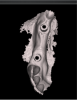 Fig 8. Occlusal view of scan bodies.