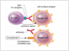 Figure 2. Type II or Antibody-dependent Hypersensitivity Reaction.