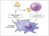 Figure 4. Delayed T Cell-mediated Hypersensitivity Reaction.