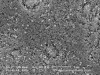 Fig 3. Etched lithium-disilicate glass-ceramic, predominately 1.8-μm crystals.
