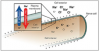 Figure 13. Basics of Nerve Activity.
Upon stimulation of nerve cells, potassium and sodium ions follow their concentration gradient from high to low. Potassium ions leave the cell and sodium ions enter the cell.