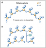 Figure 20. SHMP Hydrolysis.
(A) SHMP is a polyphosphate created from a chain
of repeating phosphate units. (B) The hydrolysis or breakdown of SHMP proceeds to single phosphate molecules, although many intermediate products are also produced.