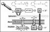 Figure 2. Local anesthetic action. An injected local anesthetic exists in equilibrium as a quaternary salt (BH<sup>+</sup>) and tertiary base (B). The proportion of each is determined by the pKa of the anesthetic and the pH of the tissue. The lipid-soluble base (B) is essential for penetration of both the epineurium and neuronal membrane. Once the molecule reaches the axoplasm of the neuron, the amine gains a hydrogen ion, and this ionized, quaternary form (BH<sup>+</sup>) is responsible for the actual blockade of the sodium channel. The equilibrium between (BH<sup>+</sup>) and (B) is determined by the pH of the tissues and the pKa of the anesthetic (pH/pKa).