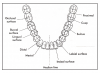 Fig 9. Surface of Teeth.