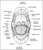 Figure 4 – Normal Structures of the Oral Cavity (Courtesy of Mosby’s Comprehensive Dental Assisting: A Clinical Approach, Finkbeiner, BL and Johnson, CS). Diagram with structures of the mouth labeled.