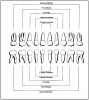 Figure 11 – Primary Dentition. Diagram of primary teeth in order in the arch.