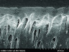 Figure 1. This canning electron microscope (SEM) image reveals a restorative material properly bonded to enamel and dentin that provides the potential for long-term functional success. (Courtesy of Jorge Perdigão, DMD, MS, PhD.)