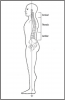 Figure 1 – The human spine in balanced posture. (©2017 Posturedontics, LLC)