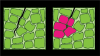 (3.) Depiction of how when a crack starts in tetragonal zirconia (left), the tetragonal crystals may grow larger to compress the crack (right) in a process referred to as transformation toughening. The dark green shapes represent tetragonal crystals, and the pink shapes represent the transformed crystals.