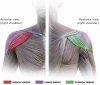 Fig 2. Anatomy of the deltoid muscle, including anterior deltoid, lateral deltoid, and posterior deltoid.