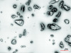 Fig 2. Laser microscopy image (×150 magnification) showing the
structure of erythritol, a low-abrasive powder with an average particle
size of 14 μm, commonly used in air polishing procedures.