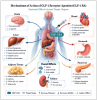 <strong>(1.) </strong>Mechanisms of Action of GLP-1 Receptor Agonists.
  This illustration outlines the multi-organ effects of GLP-1 receptor agonists
  after subcutaneous administration. In the pancreas, GLP-1 RA enhances
  glucose-dependent insulin secretion from β-cells and suppresses glucagon
  from α-cells. In the brain, it increases satiety and reduces appetite. In
  the stomach, it slows gastric motility and emptying. In the liver, it decreases
  hepatic glucose production and improves insulin sensitivity. In adipose tissue,
  it reduces inflammation and insulin resistance. In the kidney, it promotes
  natriuresis and diuresis, while in the heart it supports contractility and
cardiovascular protection. (Image created with CoPilot AI)