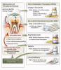 Fig 1. Summary of host modulation as an adjunctive to nonsurgical periodontal therapy.
(MMP = matrix metalloproteinases, MOA = mechanism of action)