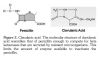 Figure 3. Clavulanic acid. The molecular structure of clavulanic acid resembles that of penicillin enough to compete for beta lactamases that are secreted by resistant microorganisms. This limits the amount of enzyme available to inactivate the penicillin.