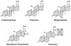 Figure 3. Molecular structures of selected glucocorticoids. Prednisone is inactive as the parent drug and is converted to prednisolone following administration. Methylprednisolone differs only in a mere methyl substitution. Betamethasone and dexamethasone are optical isomers differing only in the orientation of the methyl group indicated by the asterisk. Triamcinolone is similar in structure and like other agents can be created for sustained activity as a repository formulation by adding slowly absorbed groupings such as acetates or the acetonide illustrated here by the shaded grouping.