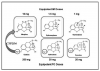 Figure 3. Molecular structures of morphine, codeine, and derivatives. The top row illustrates molecular structures for morphine and its two derivatives, hydromorphone and oxymorphone. The subtle changes indicated by the asterisks enhance affinity for the opioid receptors, which accounts for greater potency. The bottom row illustrates codeine and its derivatives, which differ from their morphine-derived counterparts
only in a methyl substitution (circled). Approximately 60% of an oral dose of codeine-related products is absorbed and may be subjected to varying degrees of demethylation by CYP2D6 to its active metabolite. Framed molecules are those credited with the analgesic effect provided by various codeine-related products. Codeine has little affinity for opioid receptors. Roughly 10% of an absorbed dose is demethylated to morphine, which is credited with its analgesic effect. Hydrocodone and oxycodone have good receptor affinity and provide an analgesic effect. The analgesic effect of hydrocodone is credited to both the parent drug and its active
metabolite, hydromorphone, but analgesia provided by oxycodone is almost entirely the result of the parent drug.Very little is demethylated to oxymorphone.
