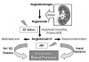Fig. 2 Renin angiotensin pathway. Angiotensinogen is a protein synthesized in the liver and released into the blood stream. Renin, an enzyme released by the juxtaglomerular cells, converts angiotensinogen to the inactive precursor, angiotensin I. Angiotensin-converting enzyme (ACE), found primarily on vascular endothelium, converts angiotensin I to the active molecule, angiotensin II. Angiotensin II is a potent vasoconstrictor, and also stimulates aldosterone release from the adrenal cortex. This increases sodium and water reabsorption in the kidney. ACE inhibitors limit the conversion of angiotensin I to angiotensin II and, therefore, act as vasodilators and also diminish sodium and water retention. These same effects can be produced by angiotensin-receptor blockers (ARBs) that act as antagonists at angiotensin II receptors on target tissues.