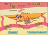 Figure 1  In the bone marrow and circulating in the blood vessels are CD34+ stem cells (clusters of differentiation) capable of differentiating into osteoblasts and endothelial cells. The CD34+ cells migrate to the injured site and initiate repair through the vascular and osteogenic cascades. Also, CD34+ cells release vascular endothelial growth factor (VEGF). Figure reprinted from Bone<sup>33</sup> with permission from Elsevier.