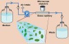 Figure 5b  Model systems for biofilm research in vitro. (B) Capillary flow system showing additional features common in flowcell approaches, "P" = pump.