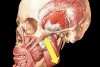 Figure 7  This illustration shows how the masseter muscle is related to anterior vertical dimension via its insertion points on the maxilla and the mandible.